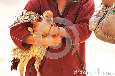 Native brown hen is on a Laotian girlâ€™s arms Stock Photo